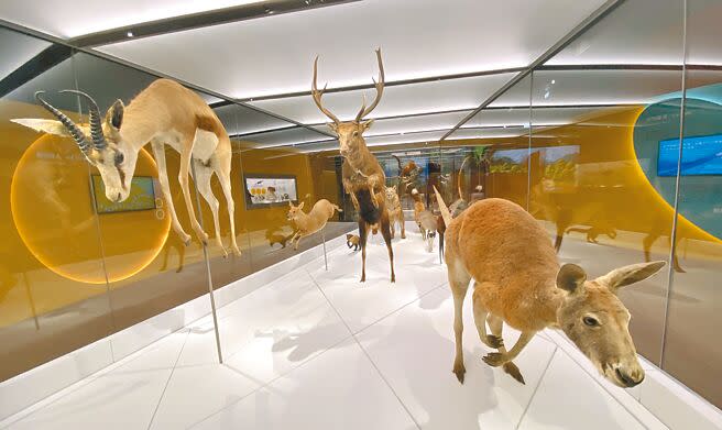 科博館的生命科學廳打造全新的《奇幻自然》常設展，於19日開幕，展出奔跑中的的動物標本等多元展品。（陳淑芬攝）