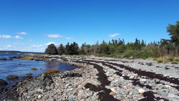 The Nature Trust of New Brunswick recently acquired 372 hectares on Ross Island at Grand Manan, named the Keiko and Errol Nature Preserve. (Submitted by the Nature Trust of New Brunswick - image credit)