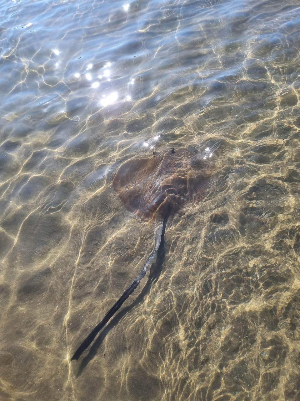 A rather docile cowtail stingray resting in the ankle-deep water. Jaelen Myers, 2022