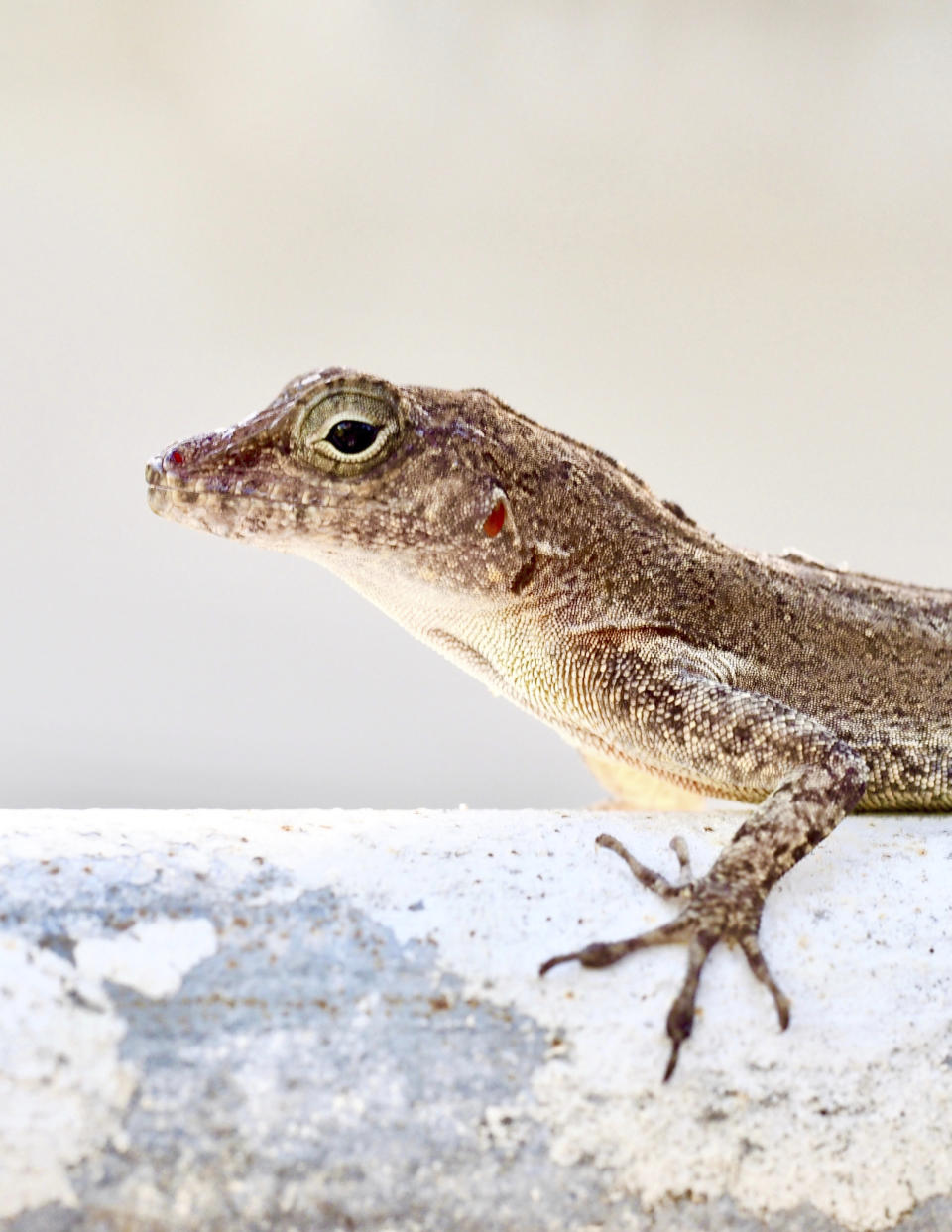 In this photo courtesy of evolutionary biologist Kristin Winchell, an Anolis cristatellus lizard stands on a gate in Rincon, Puerto Rico, Nov. 22, 2018. (Kristin Winchell/New York University via AP)