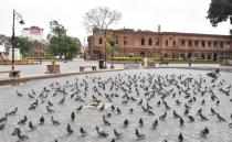 AMRITSAR, INDIA - MARCH 25: A flock of pigeons lines Heritage Street, on the first day of the 3-week national lockdown to check the spread of coronavirus, on March 25, 2020 in Amritsar, India. Prime Minister Narendra Modi on Tuesday announced a complete lockdown of the entire country for 21 days in an unprecedented drastic measure to try halt the spread of coronavirus as the number of cases in the country crossed 500. (Photo by Sameer Sehgal/Hindustan Times via Getty Images)