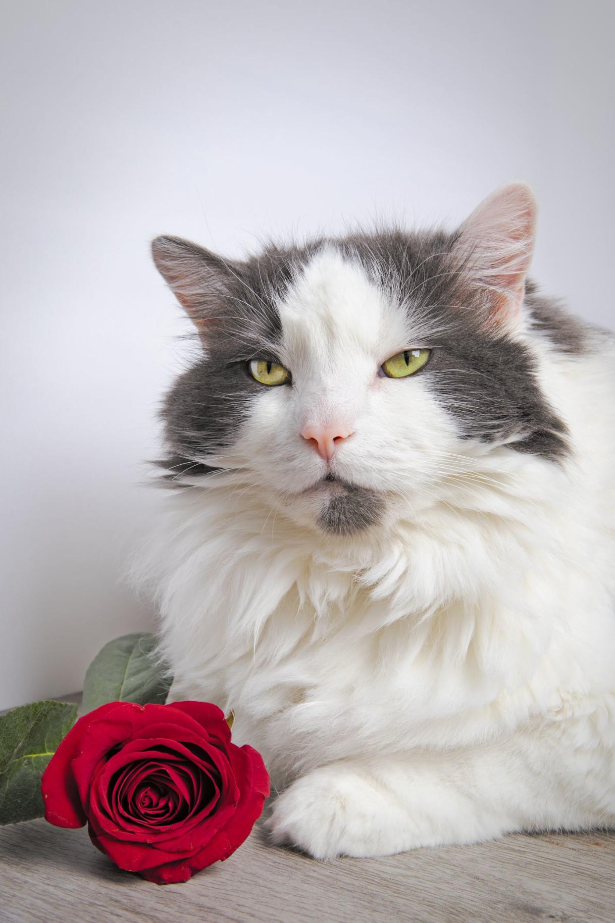 A portrait of a pretty cat with a red rose.