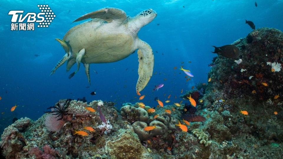 珊瑚礁有豐富的生物多樣性。（圖／達志影像美聯社）