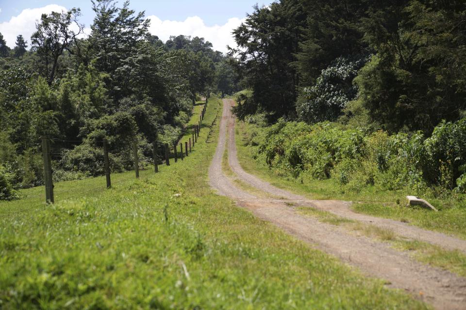 Part of the proposed highway road construction in Aberdare National Park, which will form part of the new tarmac, stretches across the national park in Nyeri, Kenya, Jan. 24, 2024. The Kenyan government wants to build a tarmac road to connect two counties through the Aberdare Range and scientists and conservationists say the project would have an irreversible impact on the ecosystem. (AP Photo/Brian Inganga)