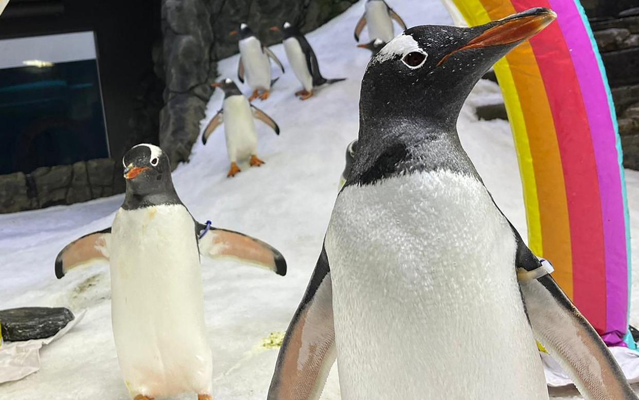 Sphen, right, an 11-year-old Gentoo penguin, has died