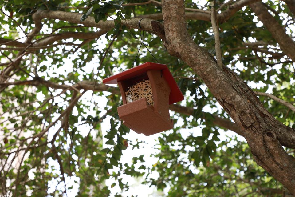 A bird feeder hangs on a tree in McKenzie's Moment Garden to attract cardinals, which represent loved ones who have passed away.