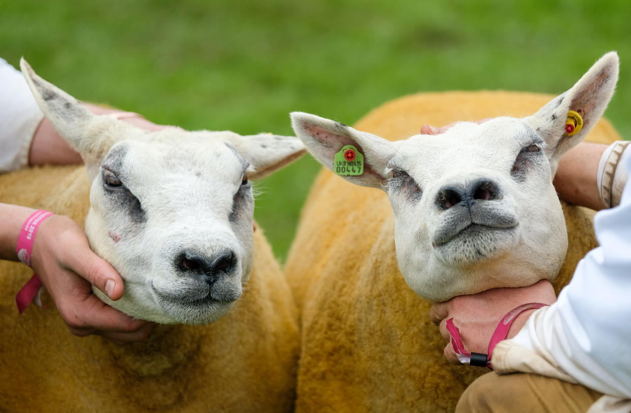 Ovejas Texel durante una competencia en 2019 en Harrogate, Inglaterra. Ian Forsyth/Getty Images)