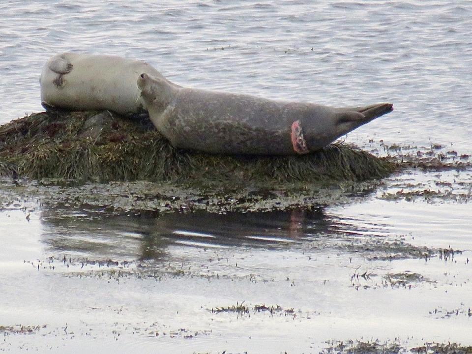 A seal seen off Plymouth in late April with a fresh white shark bite (John Chisholm/New England Aquarium)