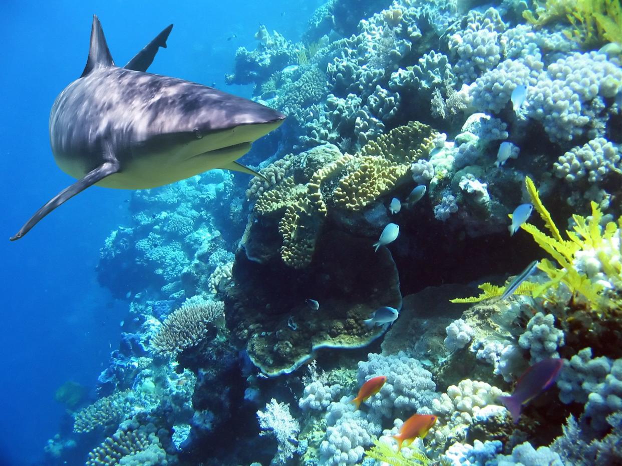 Shark swimming over reef with fish