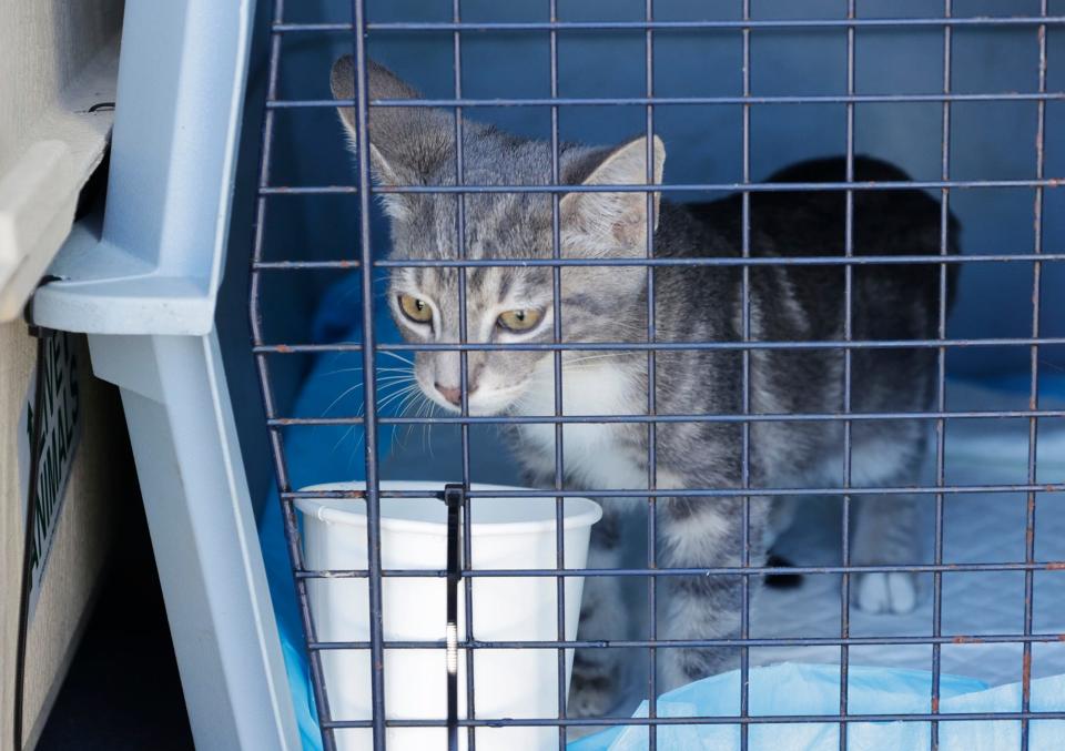 Cats in crates are unloaded from an airplane at Worcester Regional Airport Tuesday morning. About 50 cats from a rescue shelter in Florida were flown here ahead of Hurricane Ian.