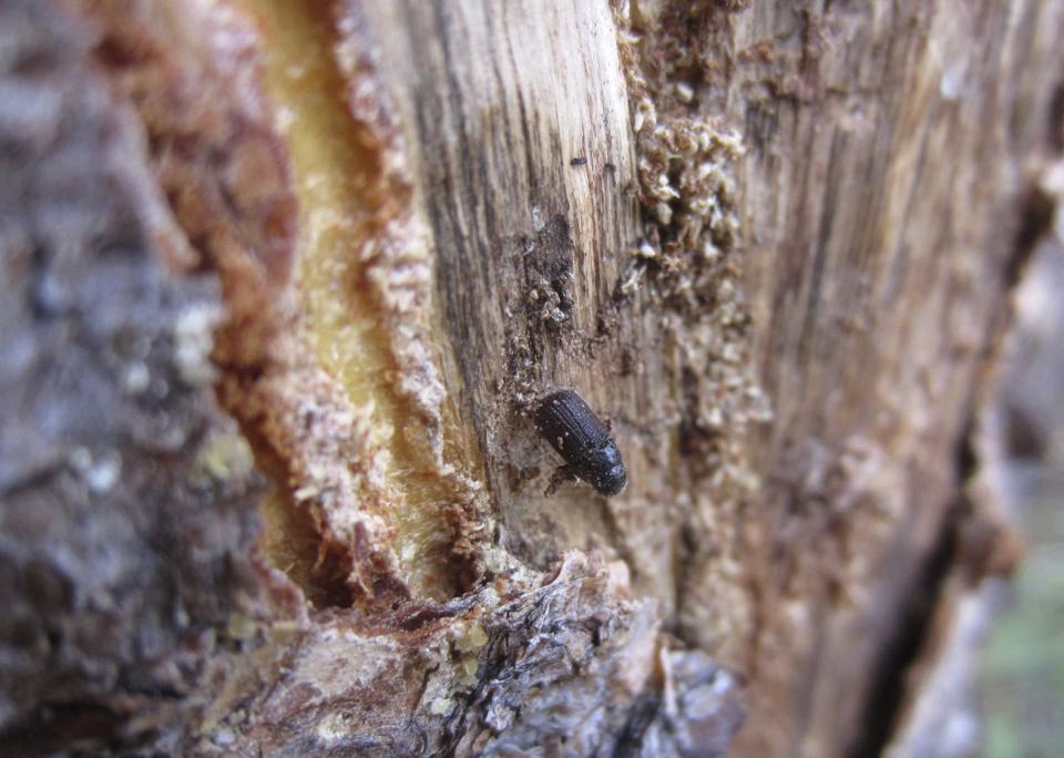Un insecte noir sur un morceau de bois