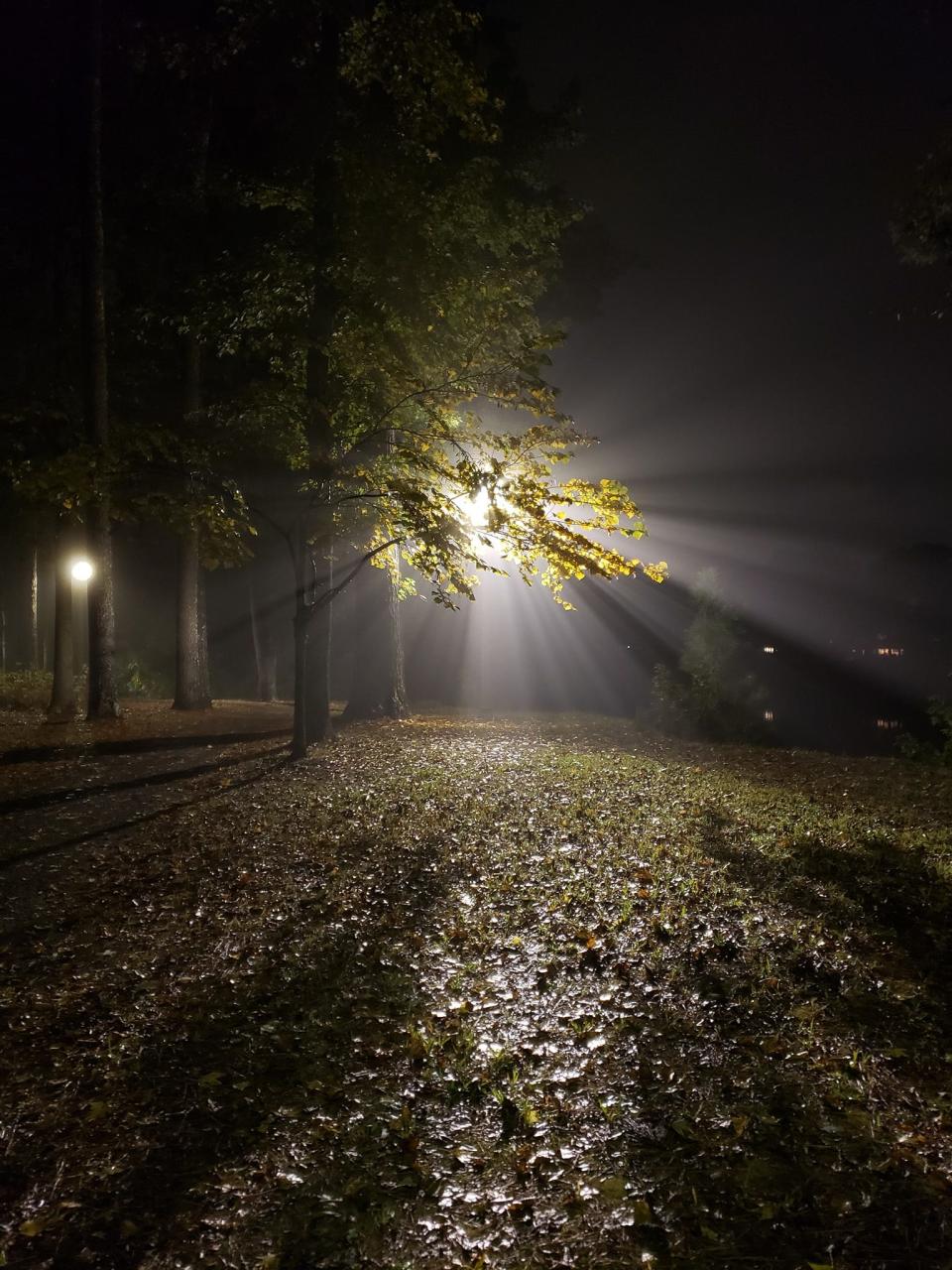 A tree-like shot from my lonely pandemic wandering, night in mid-autumn 2020, along the Tuscaloosa Riverwalk.