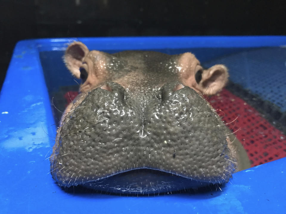 In this Thursday, March 23, 2017, photo provided by the Cincinnati Zoo & Botanical Garden, a baby Nile hippopotamus born prematurely Jan. 24, 2017, and named Fiona rests her chin on the rim of a tub in her enclosure at the zoo in Cincinnati. The zoo says the hippo, which weighed 29 pounds at birth and is the first Nile hippo born at the zoo in 75 years, is getting more independent and now tops 100 pounds (45.36 kilograms), meaning her days of napping on her human caretakers' laps are dwindling. (Angela Hatke/Cincinnati Zoo & Botanical Garden via AP)