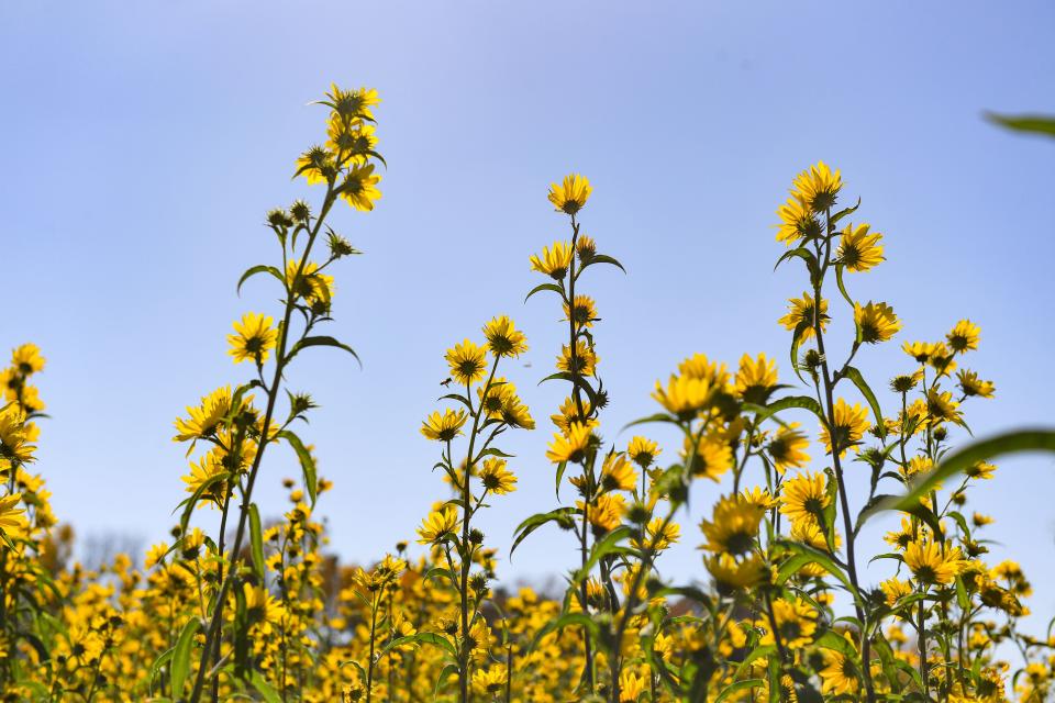 The sun shines on wildflowers at Good Earth State Park in Sioux Falls.