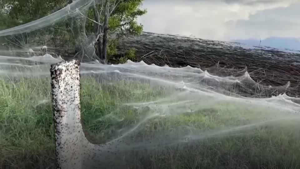 A billowing web of spider silk covers a small part of the Gippsland region of Australia.