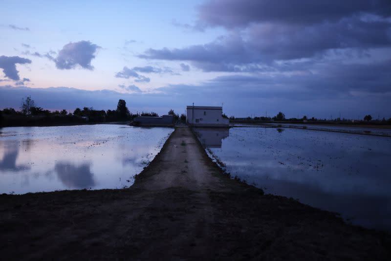 Campos de arroz después de la cosecha en el Delta del Ebro, Deltebre