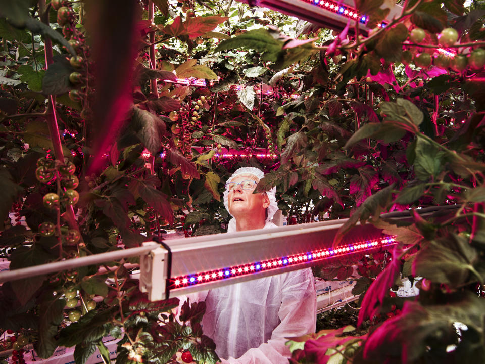 <p>Hunger Solutions: Plant scientist Henk Kalkman checks tomatoes at a facility that tests combinations of light intensity, spectrum and exposures at the Delphy Improvement Center in Bleiswijk, the Netherlands, Oct. 17, 2016.<br>The planet must produce more food in the next four decades than all farmers in history have harvested over the past 8,000 years. Small and densely populated, the Netherlands lacks conventional sources for large-scale agriculture but, mainly through innovative agricultural practice, has become the globe’s second largest exporter of food as measured by value. It is beaten only by the United States, which has 270 times its landmass.<br>Since 2000, Dutch farmers have dramatically decreased dependency on water for key crops, as well as substantially cutting the use of chemical pesticides and antibiotics. Much of the research behind this takes place at Wageningen University and Research (WUR), widely regarded as the world’s top agricultural research institution. WUR is the nodal point of ‘Food Valley,’ an expansive cluster of agricultural technology start-ups and experimental farms that point to possible solutions to the globe’s hunger crisis. (Photo: Luca Locatelli for National Geographic) </p>