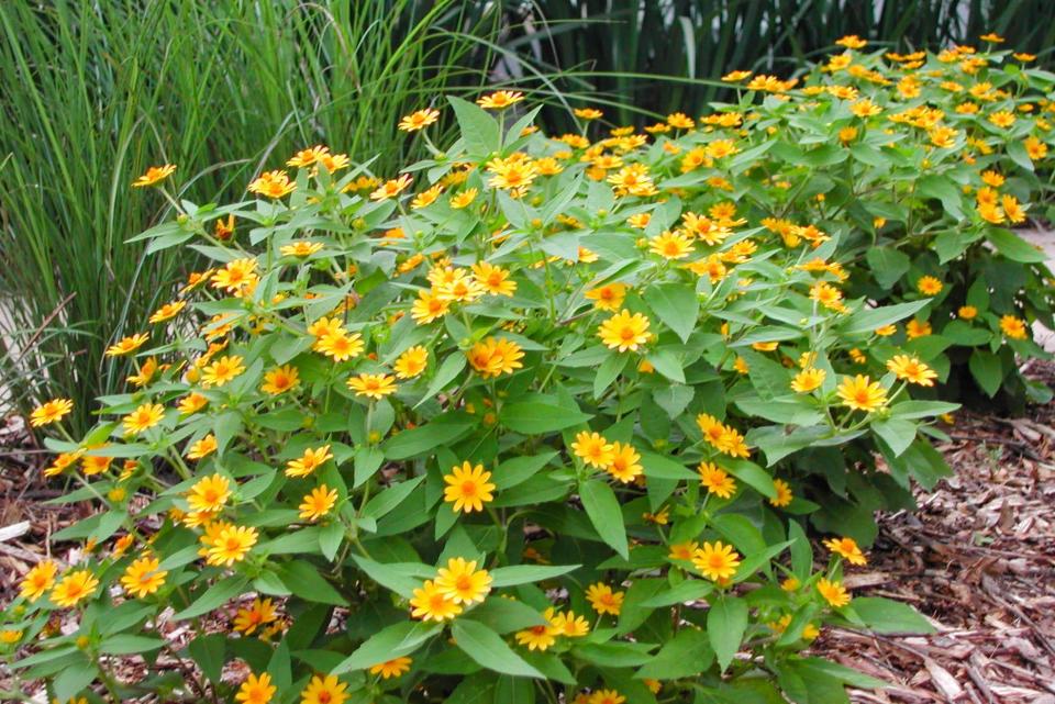 Melampodium is among the easiest of summer annuals to grow on a sunny site.
