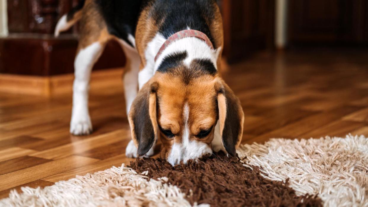 A dog playing with a rug