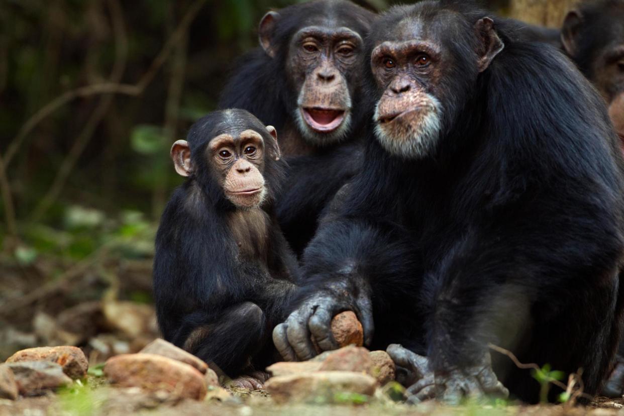 <span>Western chimpanzees (Pan troglodytes verus), which are a threatened species, in Mount Nimba Strict Nature Reserve in Guinea. </span><span>Photograph: Nature Picture Library/Alamy</span>