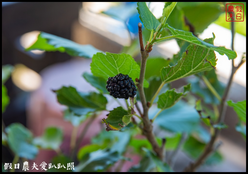 小琉球雪花冰