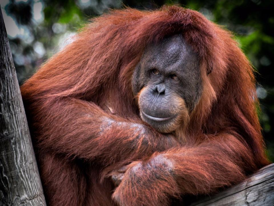 orangutan