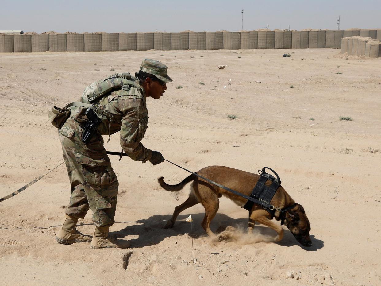 A US army dog undergoes training to detect explosive devices: REUTERS/Suhaib Salem
