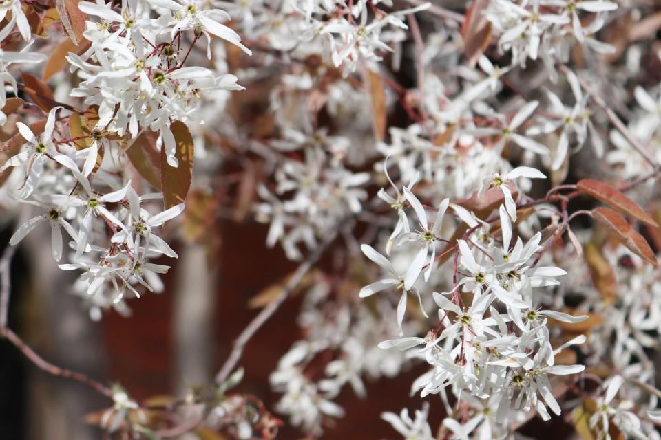 white blooms of amelanchier