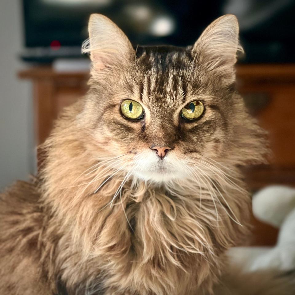 Well, that was heavy. Here is a photo of my 17-year-old cat, Susie, who is very pretty and continues to thrive, despite the ✨ impending annihilation of all humans.✨