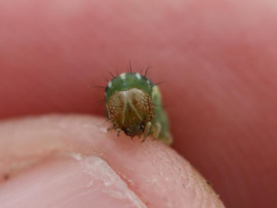 An armyworm.