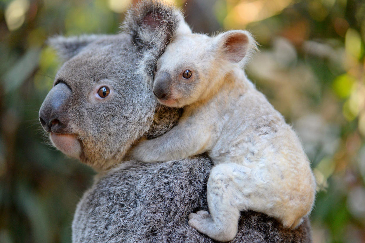 The female joey's extremely pale colouration is caused by a recessive gene: AFP/Getty Images