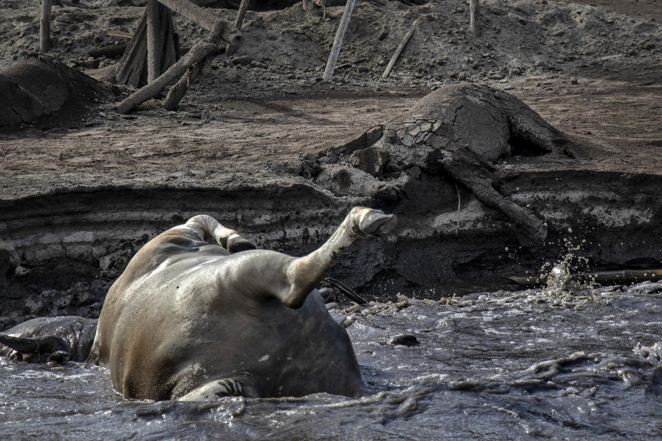 The carcass of a horse is seen buried in volcanic ash from Taal Volcano's eruption next to the carcass of a cow floating on the shore, on January 14, 2020 in Taal Volcano Island, Batangas province, Philippines. An estimated $10 million worth of crops and livestock have been damaged by the on-going eruption, according to the country's agriculture department. (Photo: Ezra Acayan/Getty Images)