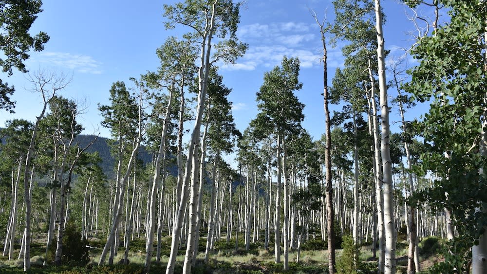  A stand of aspen trees  