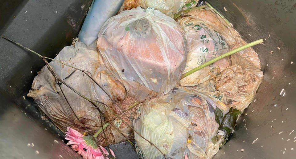 Maggots inside the Sydney inner west resident's large green wheelie bin following the introduction of the FOGO bin. 