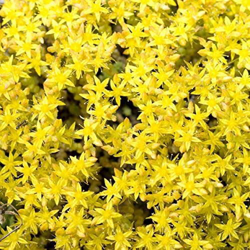 Outsidepride 5000 Seeds Perennial Sedum Acre Stonecrop Succulent Ground Cover Seeds for Planting