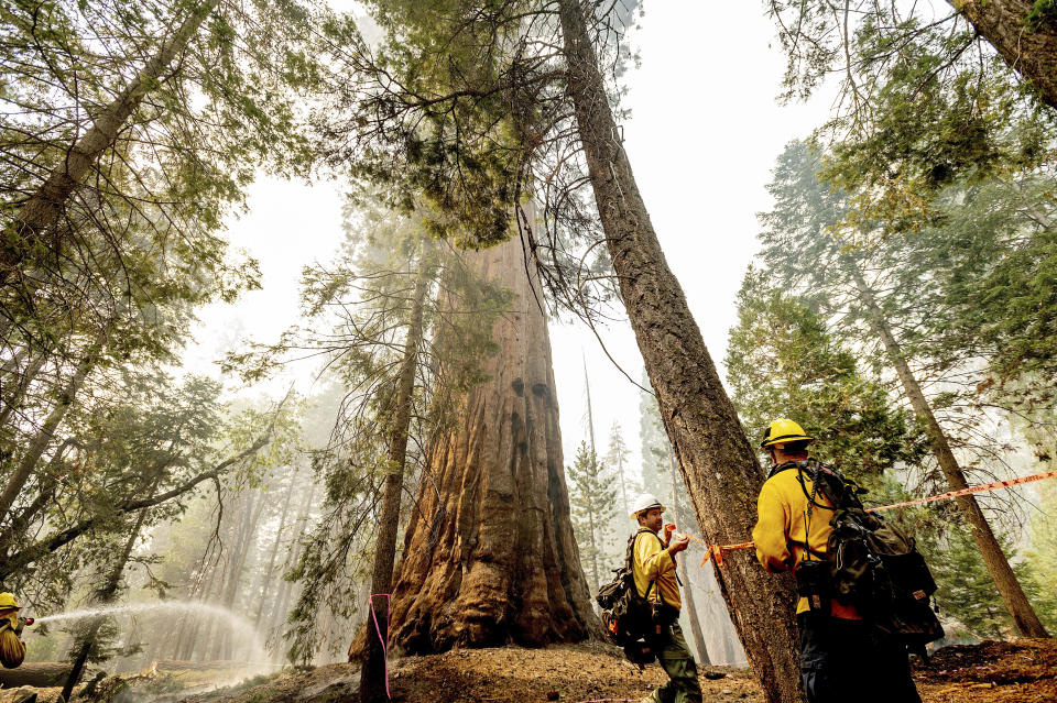 Line safety director Joe Labak marks a falling branch hazard in the Trail of 100 Giants of Sequoia National Forest, Calif., as the Windy Fire burns on Monday, Sept. 20, 2021. Labak said the sequoia at center sustained fire damage when the fire spotted into its crown. (AP Photo/Noah Berger)