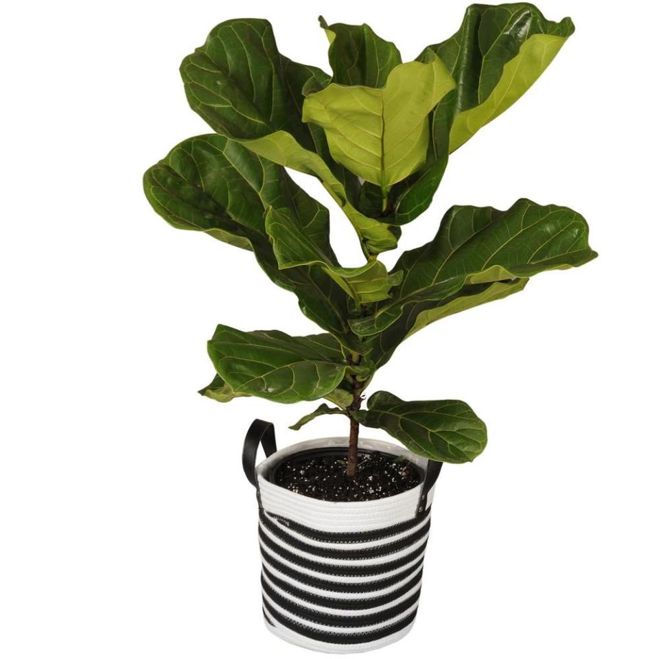 Tall Fiddle Leaf Fig Plant