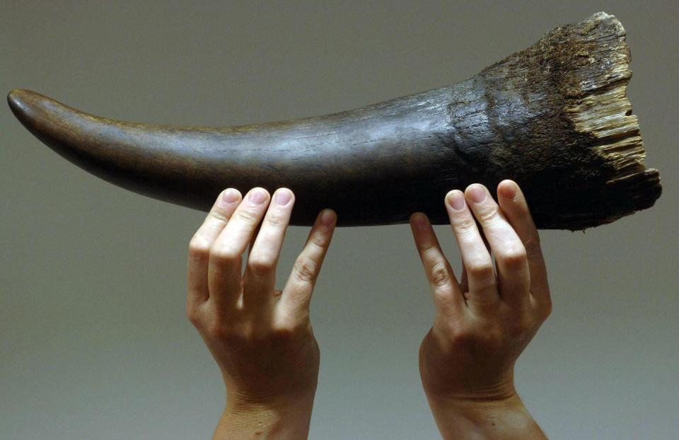 <p>You might think that rhino horns are made of super tough bone, but it’s actually made up of the protein keratin—the same stuff that makes up human hair and fingernails—and is basically a compacted mass that grows throughout the rhino’s life. The longest rhino horn ever measured was just under 60 inches, according to the <a href="https://intlrhinofoundation.wordpress.com/2018/04/11/25-things-you-might-not-know-about-rhinos/" rel="nofollow noopener" target="_blank" data-ylk="slk:International Rhino Foundation;elm:context_link;itc:0;sec:content-canvas" class="link ">International Rhino Foundation</a>.</p>