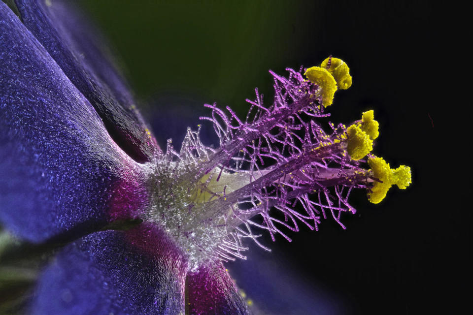 2016 Nikon Small World Finalists