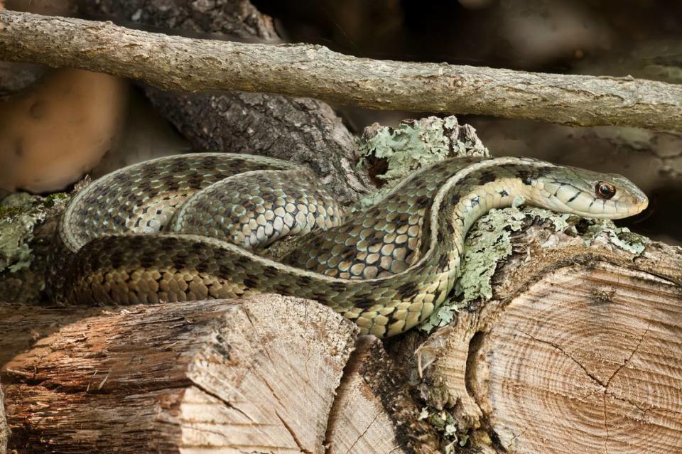 A garter snake rests on a wood pile.