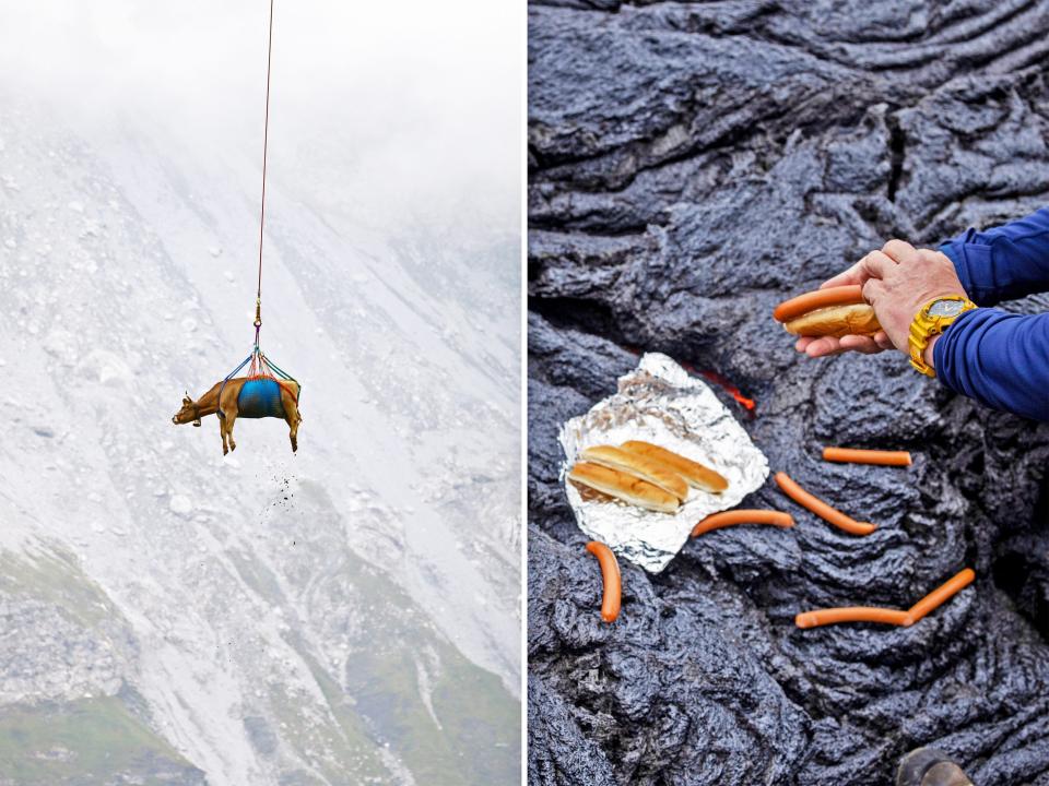 Left: A cow is transported by a helicopter after its summer in the high Swiss Alpine meadows near the Klausenpass, Switzerland, on August 27, 2021. Right: A man prepares hot dogs at the volcanic site on the Reykjanes Peninsula following Friday's eruption in Iceland March 21, 2021.