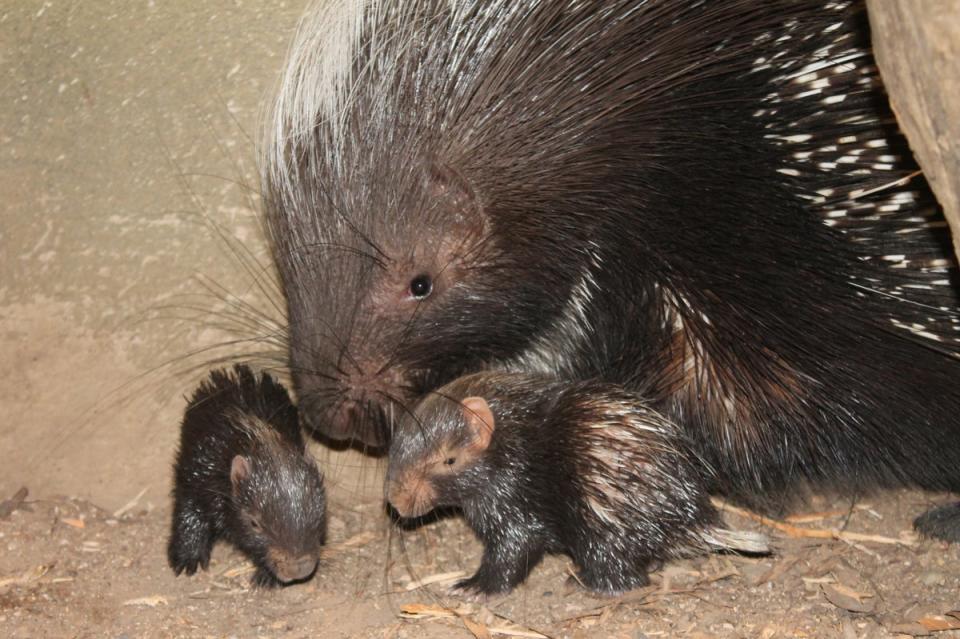 Little Hector and Hinata with one of their parents (ZSL London Zoo)