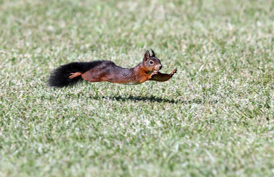 <p>A squirrel leaps forward during the 9th round of the FootGolf Italian Championship at Castel d'Aviano Golf Club in Italy. FootGolf is a sport played on golf courses, where players kick a soccer ball into a hole in as few shots as possible. (Photo: Getty Images)<br></p>