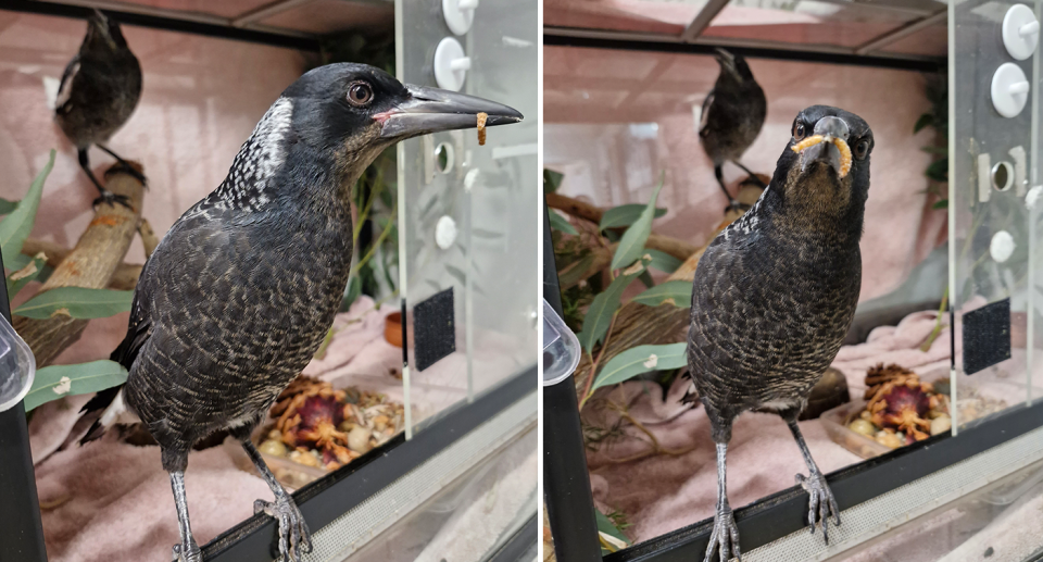 Magpies Potato (left) and Mildred (right) in care at a sanctuary.