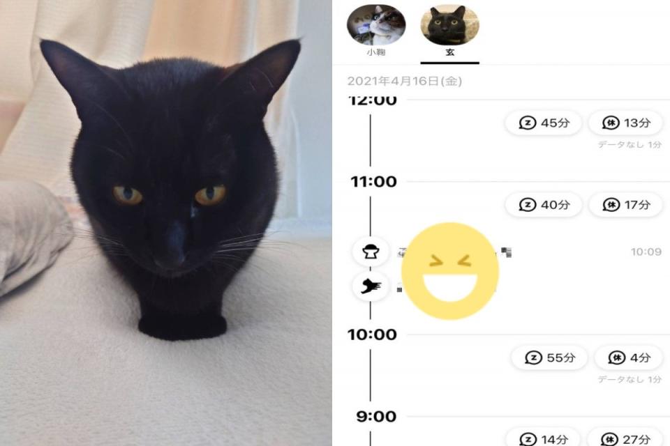 <p>日本推主替家貓購買智能項圈，卻發現牠幾乎都在耍廢（圖／twitter @501momo501）</p>
