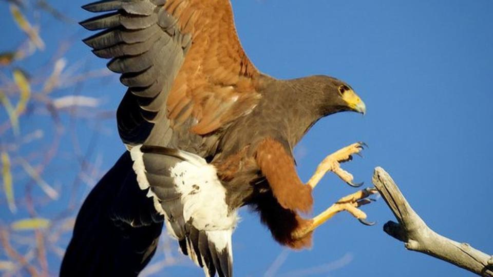 <div>A hawk sticks the landing on a tree branch in Scottsdale. Thanks to Mark Koster who snapped this shot.</div>