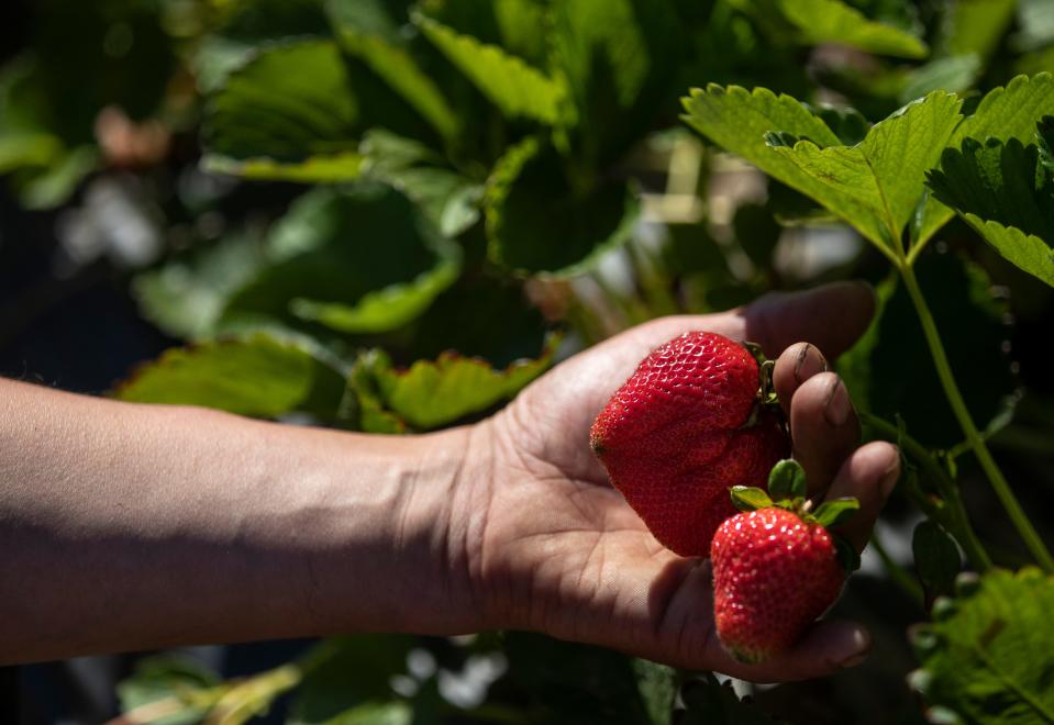 Farm owner Paul Snegirev holds Sweet Ann strawberries at Boones Ferry Berry Farm in June 2021.