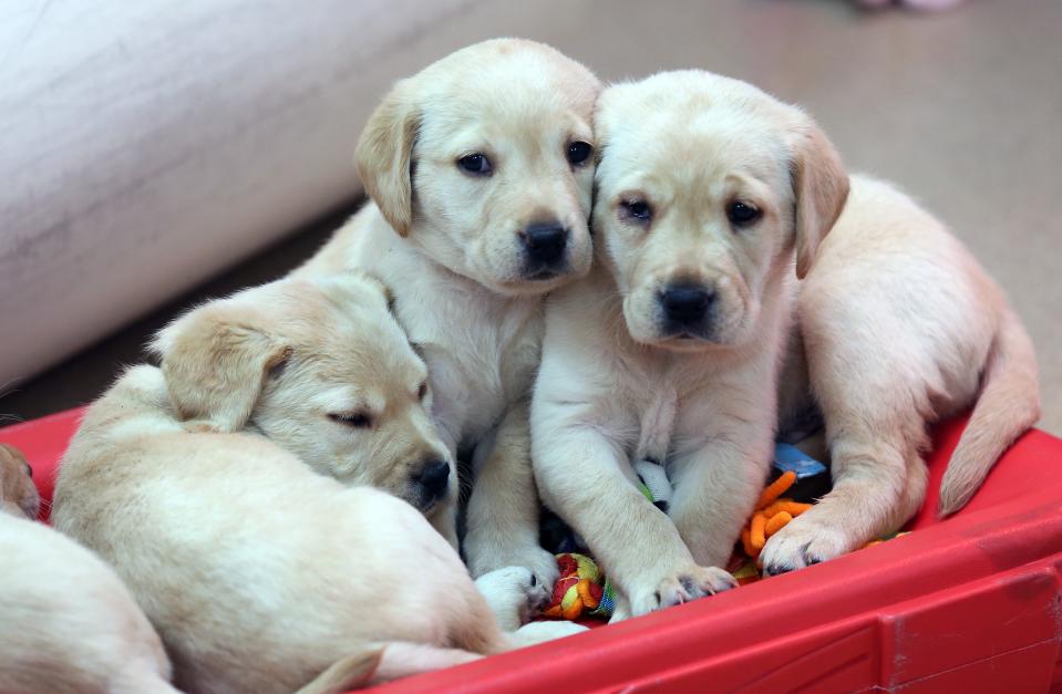 Puppies take a break in one of the rooms at the Guiding Eyes for the Blind Canine Development Center in Patterson on National Puppy Day March 23, 2023.