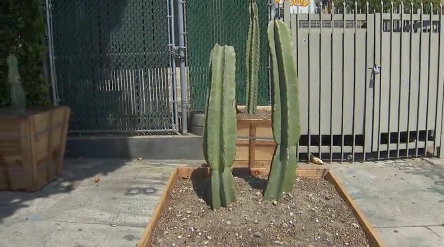 Businesses in Hollywood along Sunset Boulevard paid to install planters on the sidewalks to deter homeless encampments. These images were shot on May 12, 2024. (KTLA)