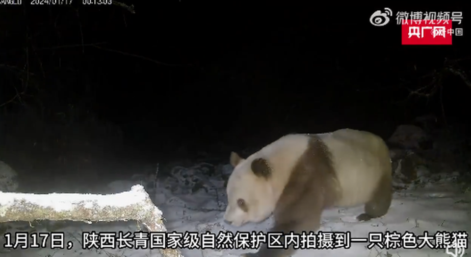 A brown panda was caught lumbering past a trail camera in central China earlier this year, wildlife officials said.